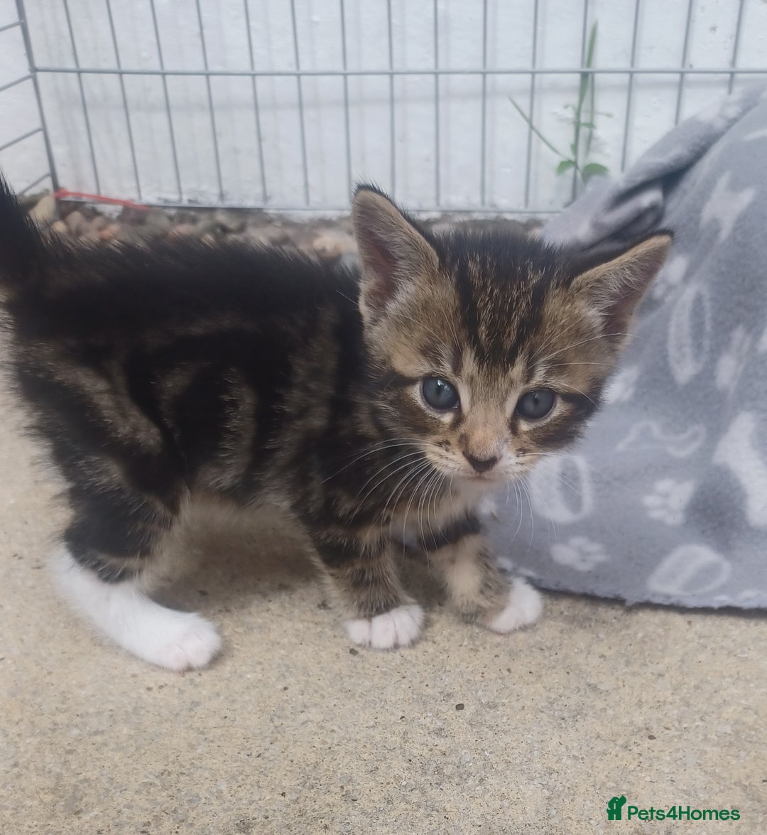 Mixed Breed cats for sale: Gorgeous Bengal x babies **READY NOW** - Image 16