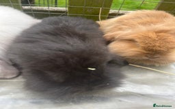 Mini Lion Lop rabbits for sale: Beautiful baby mini lion lops  - Image 4