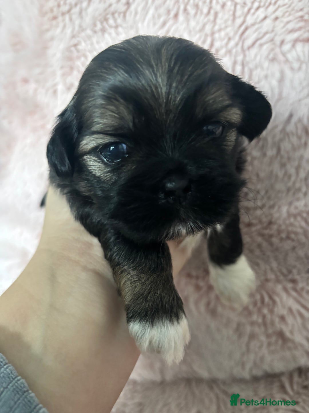 Shih Tzu dogs for sale: Imperial Shih Tzu male - Advert 9
