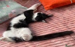 Mixed Breed cats for sale: Beautiful kitten  - Image 27
