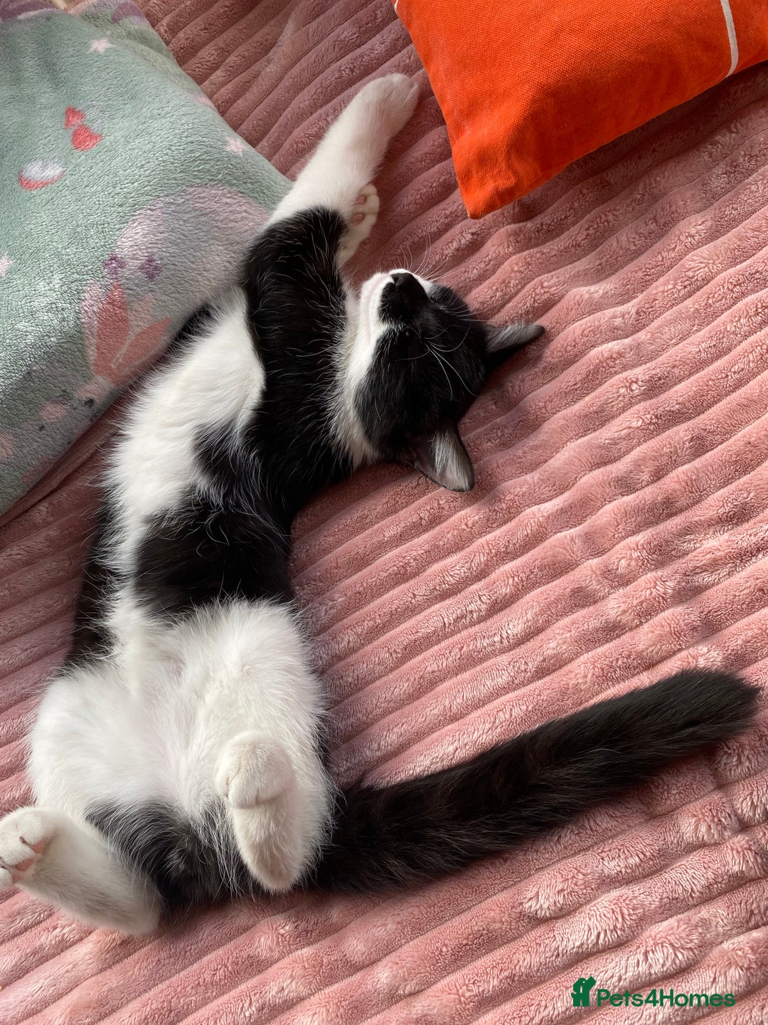 Mixed Breed cats for sale: Beautiful kitten  - Image 27