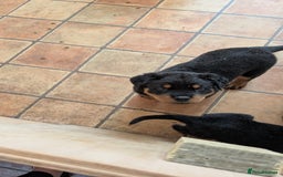 Rottweiler dogs for sale: Rottweiler puppies  - Image 22