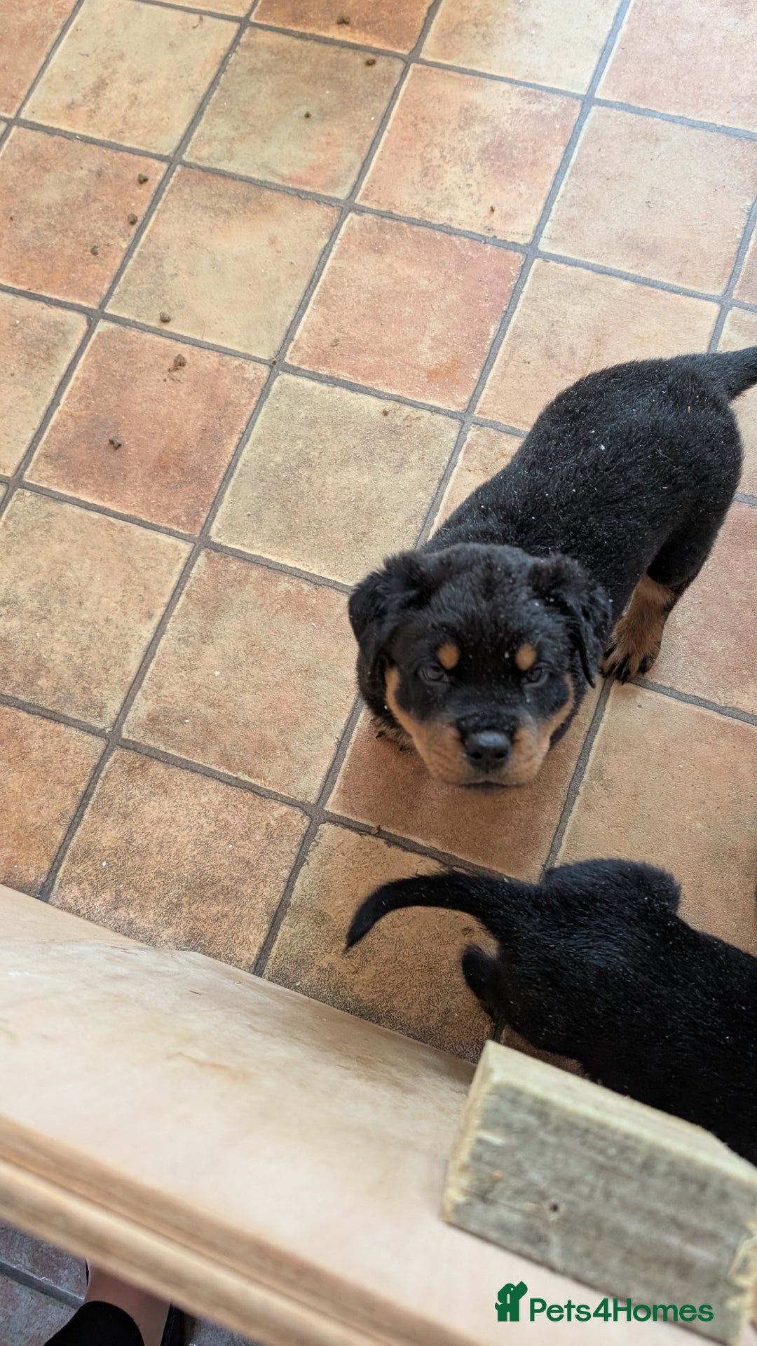Rottweiler dogs for sale: Rottweiler puppies  - Image 22