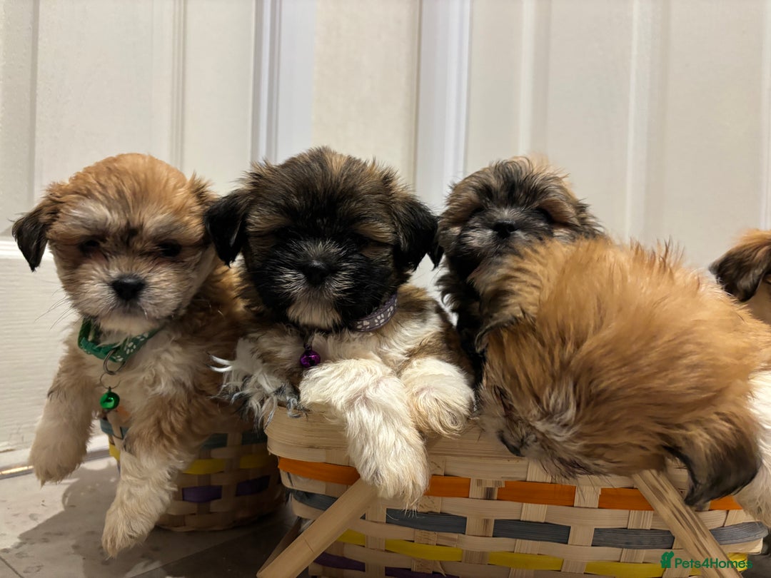 Lhasa Apso dogs for sale: Full bred Lhasa apso puppies  - Advert 4