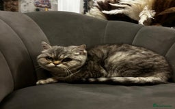 Exotic cats for sale: 2 Exotic shorthair females - Advert 1