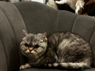 Exotic cats 2 Exotic shorthair females - Advert 1