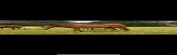 English Thoroughbred horses for sale: Chestnut mare  - Advert 2