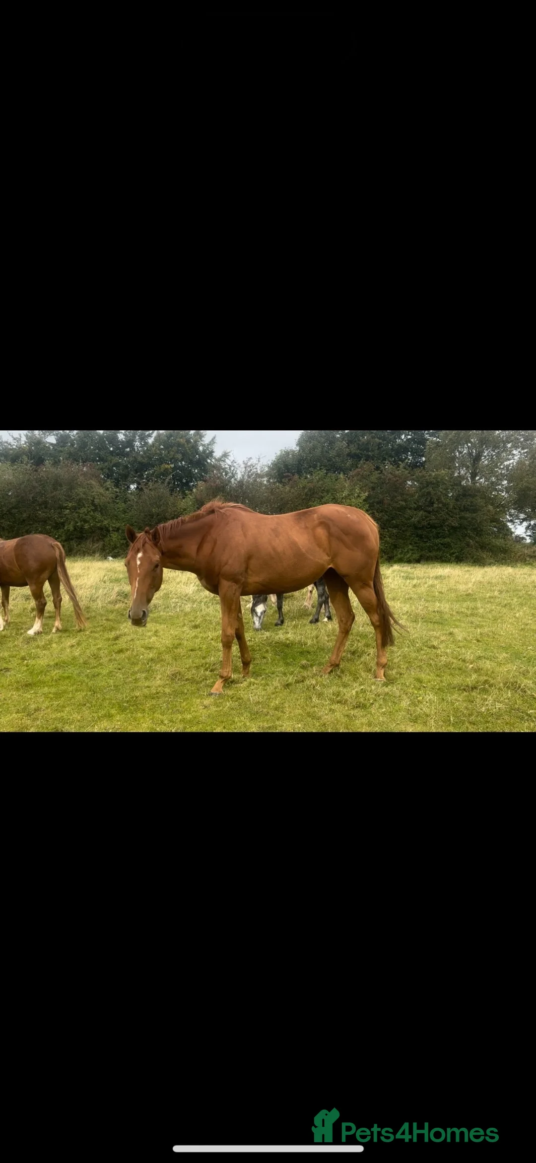English Thoroughbred horses for sale: Chestnut mare  - Advert 2