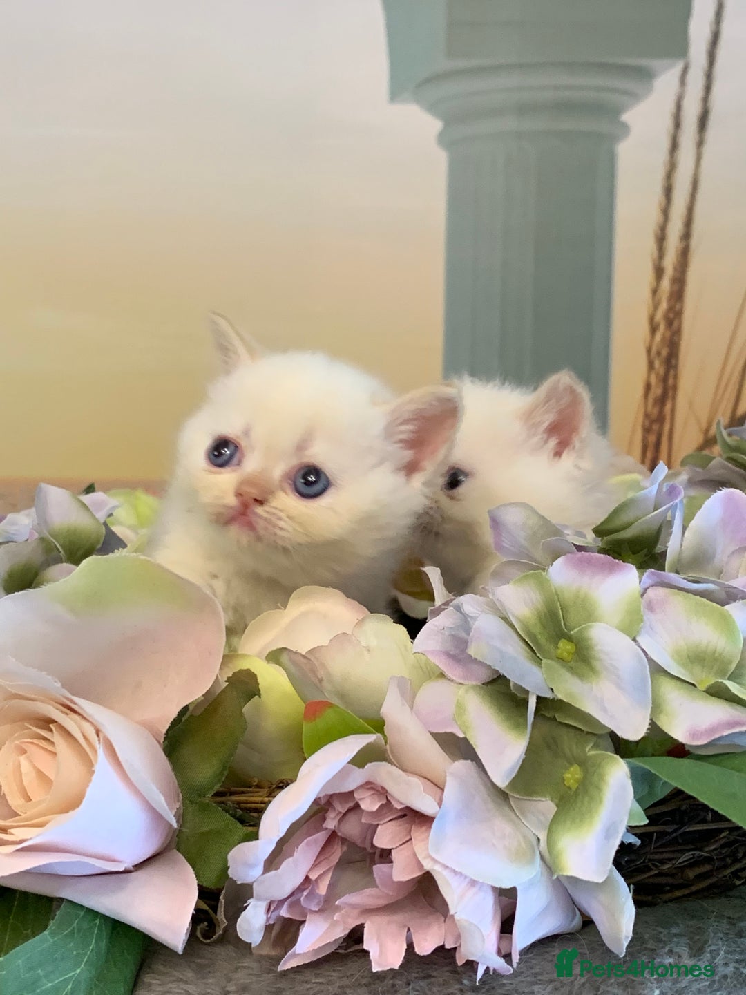 Persian cats for sale: Exotic persians  - Image 9