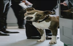 American Bull Staffy dogs for sale: Luka - American Staffordshire terrier  - Image 1