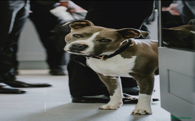 American Bull Staffy dogs - Advert 1
