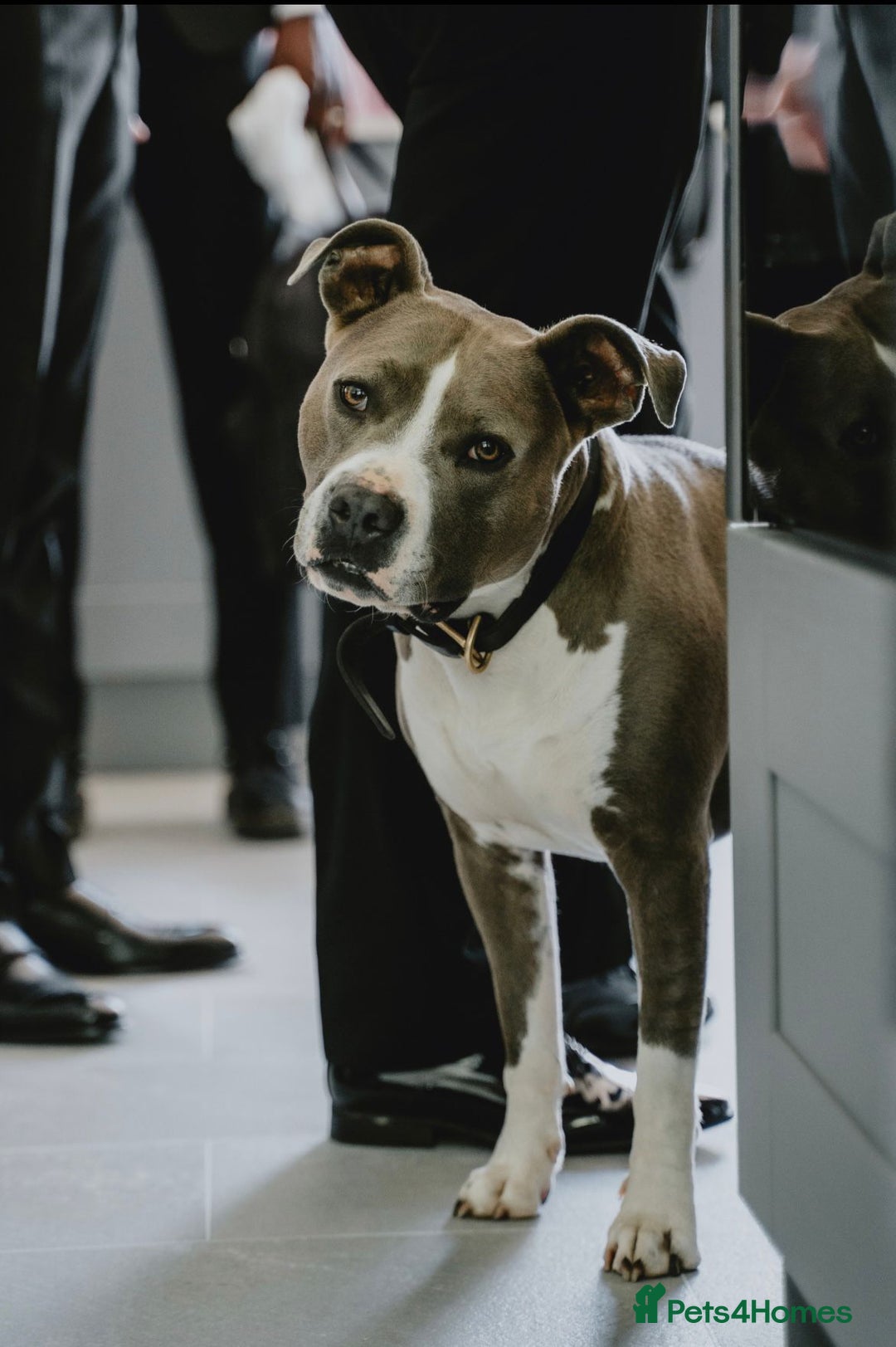 American Bull Staffy dogs for sale: Luka - American Staffordshire terrier  - Image 1