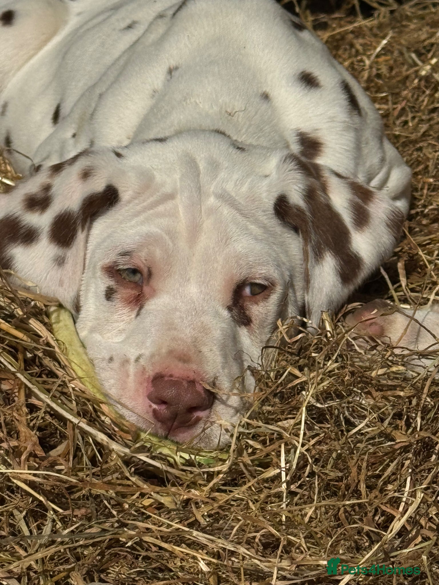 Dalmatian dogs Last 2 ! 💙Ready to leave! Dalmatian Puppies 🐶  - Advert 9