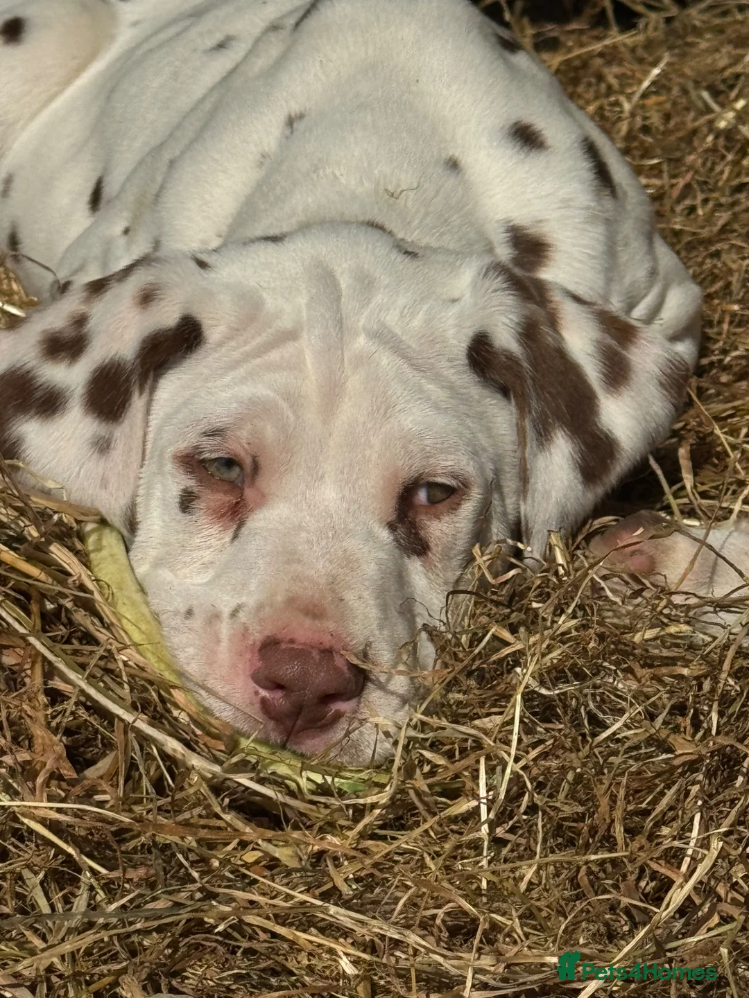 Dalmatian dogs for sale: Last boy! 💙Ready to leave! Dalmatian 🐶  - Advert 2
