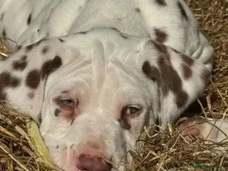 Dalmatian dogs Last 2 ! 💙Ready to leave! Dalmatian Puppies 🐶 - Advert 9
