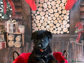 German Shepherd dogs German Shepherd pups Black&Sable..stunning litter! - Advert 1