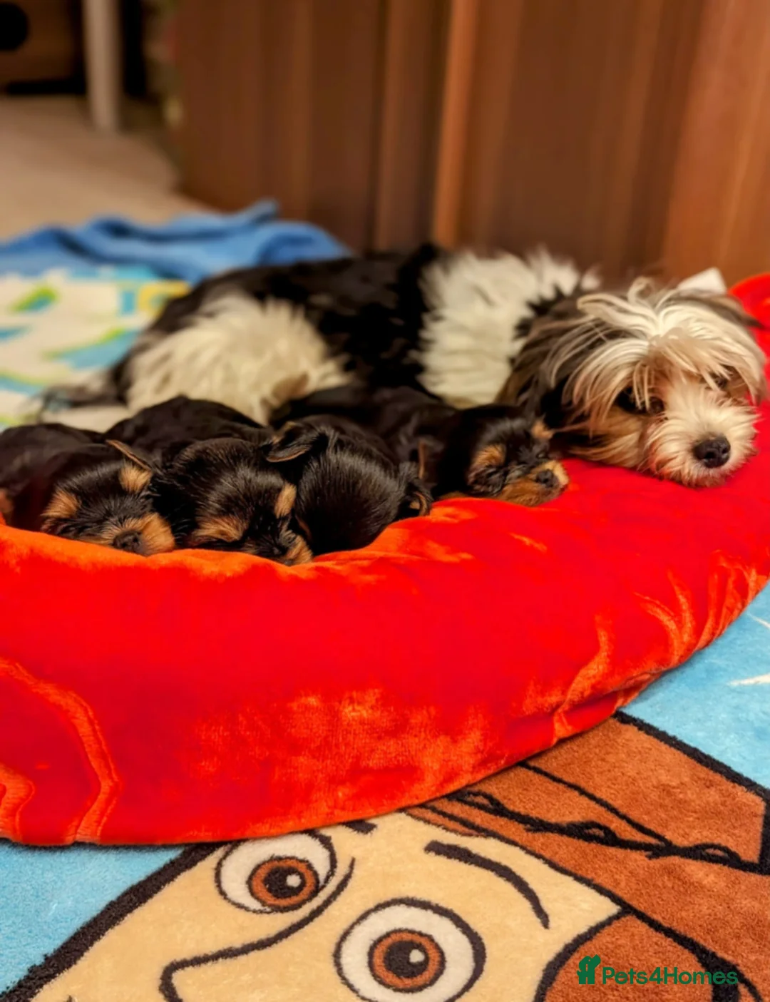 Yorkshire Terrier dogs for sale: Little bundles of joy available  - Advert 2