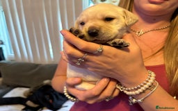 Labrador Retriever dogs for sale: 🐾 adorable Labrador Puppies- Taking Deposits Now - Image 8