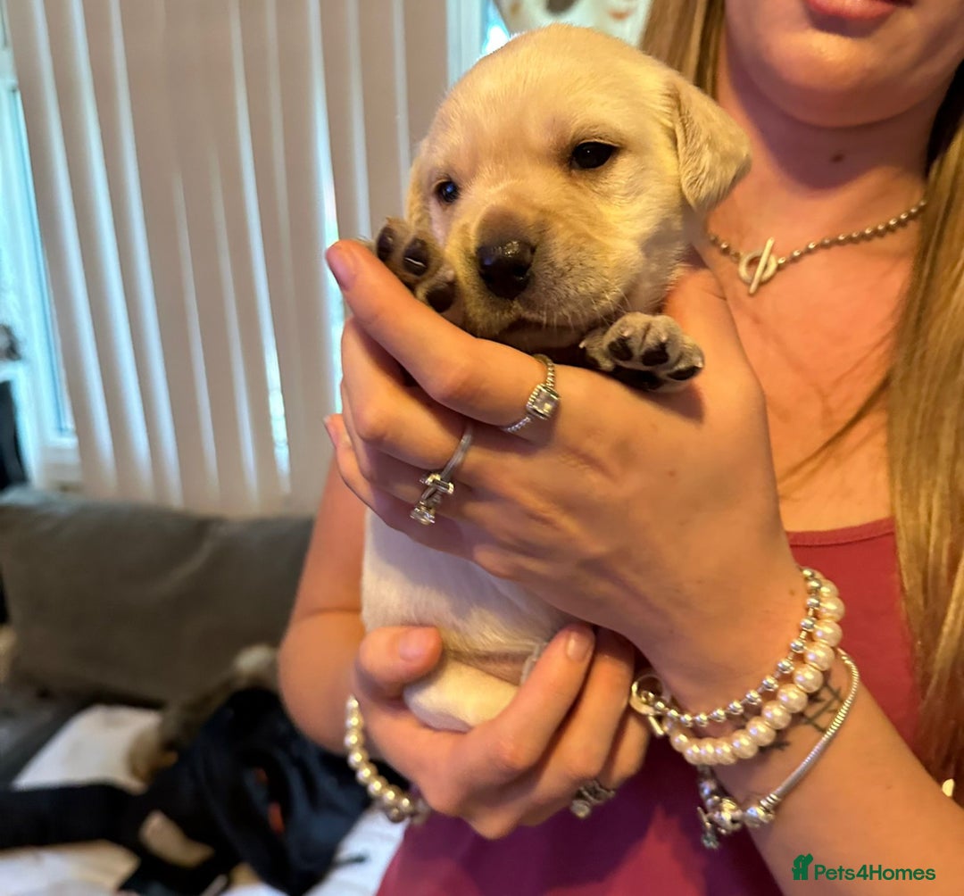 Labrador Retriever dogs for sale: 🐾 adorable Labrador Puppies- Taking Deposits Now - Image 8