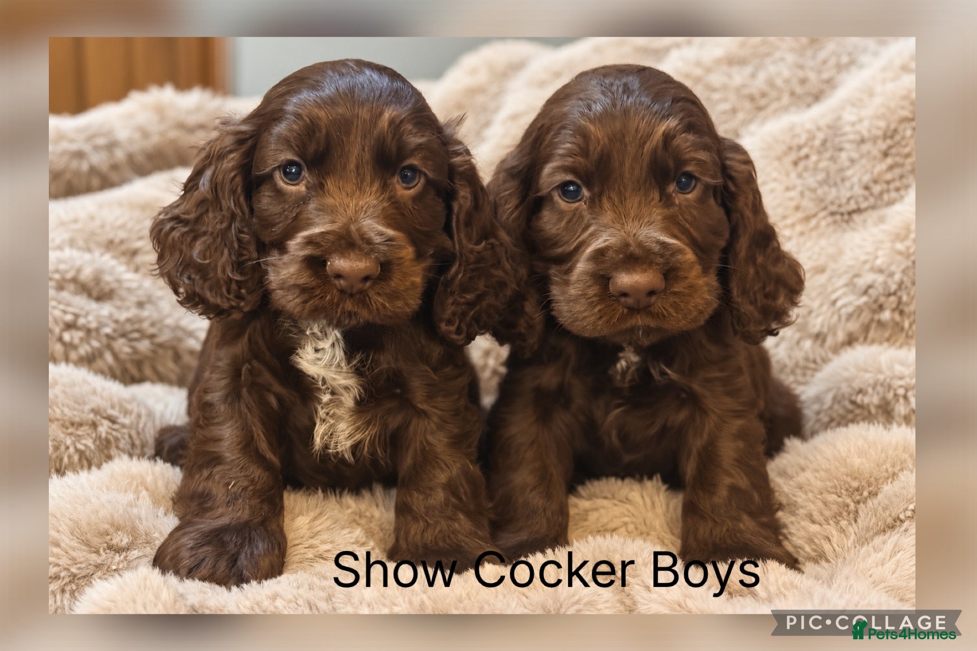 Cocker Spaniel dogs Stunning Show Cocker Spaniel Boys - Advert 1