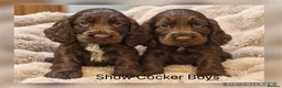 Cocker Spaniel dogs for sale: Stunning Show Cocker Spaniel Boys - Advert 1