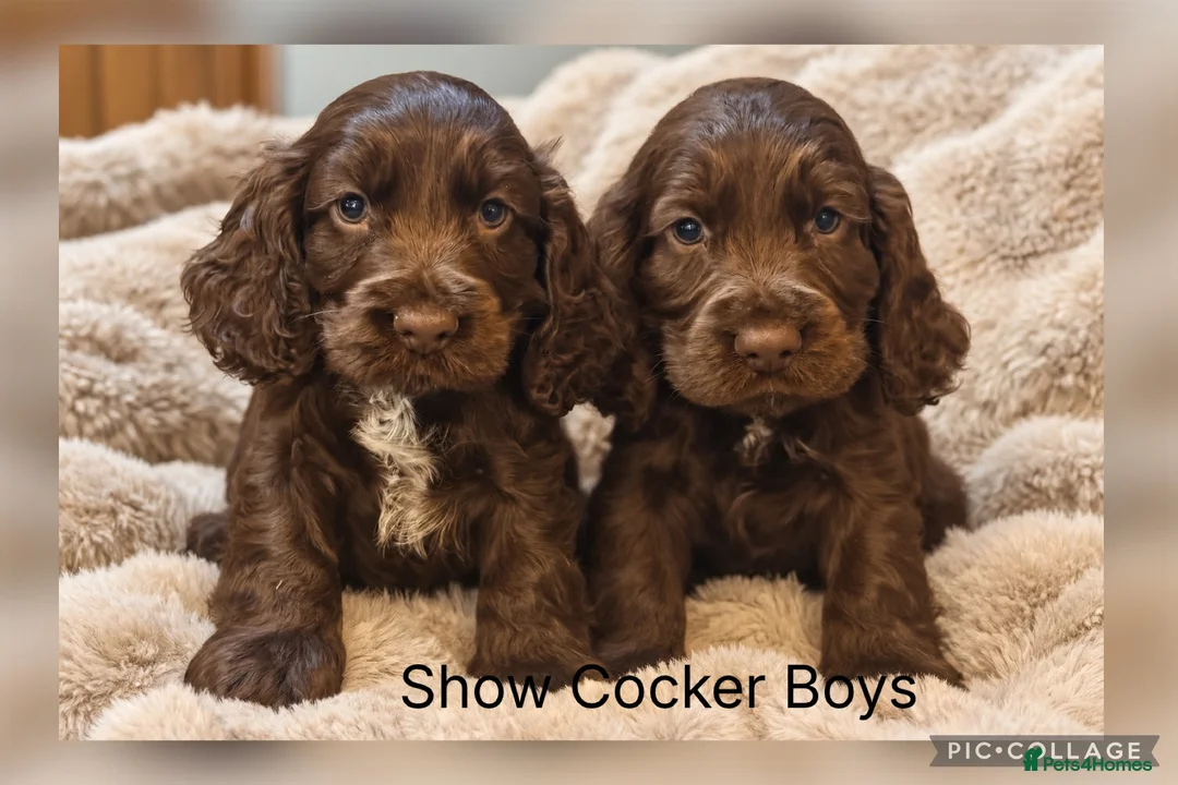Cocker Spaniel dogs for sale: Stunning Show Cocker Spaniel Boys - Advert 1