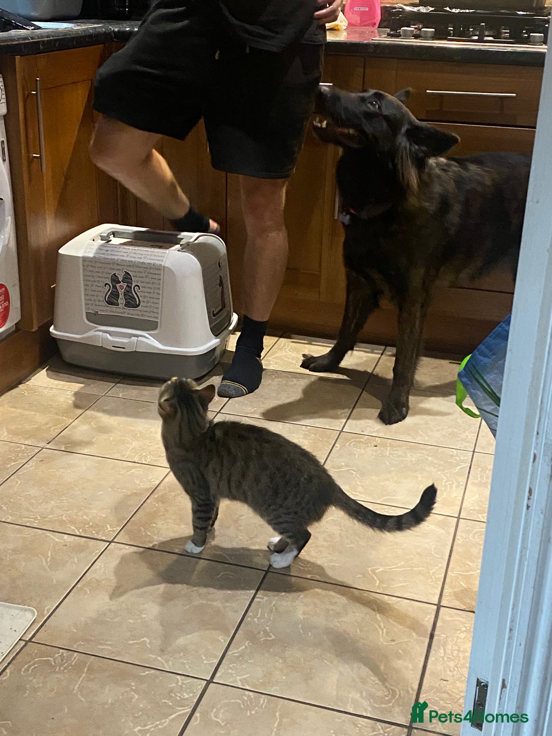 German Shepherd dogs for sale: Female German Shepherd For Rehome - Advert 7