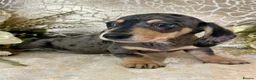 Miniature Dachshund dogs for sale: KC Smooth Coat Miniature Dachshunds - Advert 18