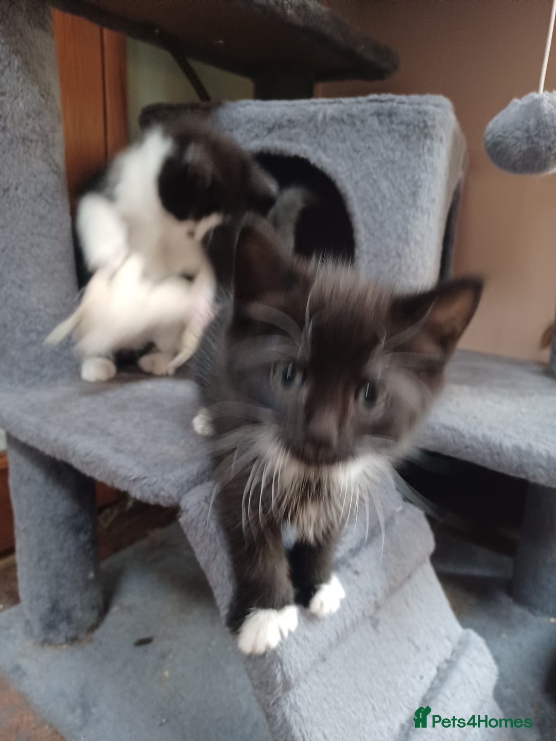 Mixed Breed cats for sale: Adorable cuddly kittens - Advert 5