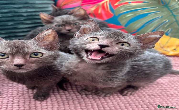 Lykoi cats - Advert 1