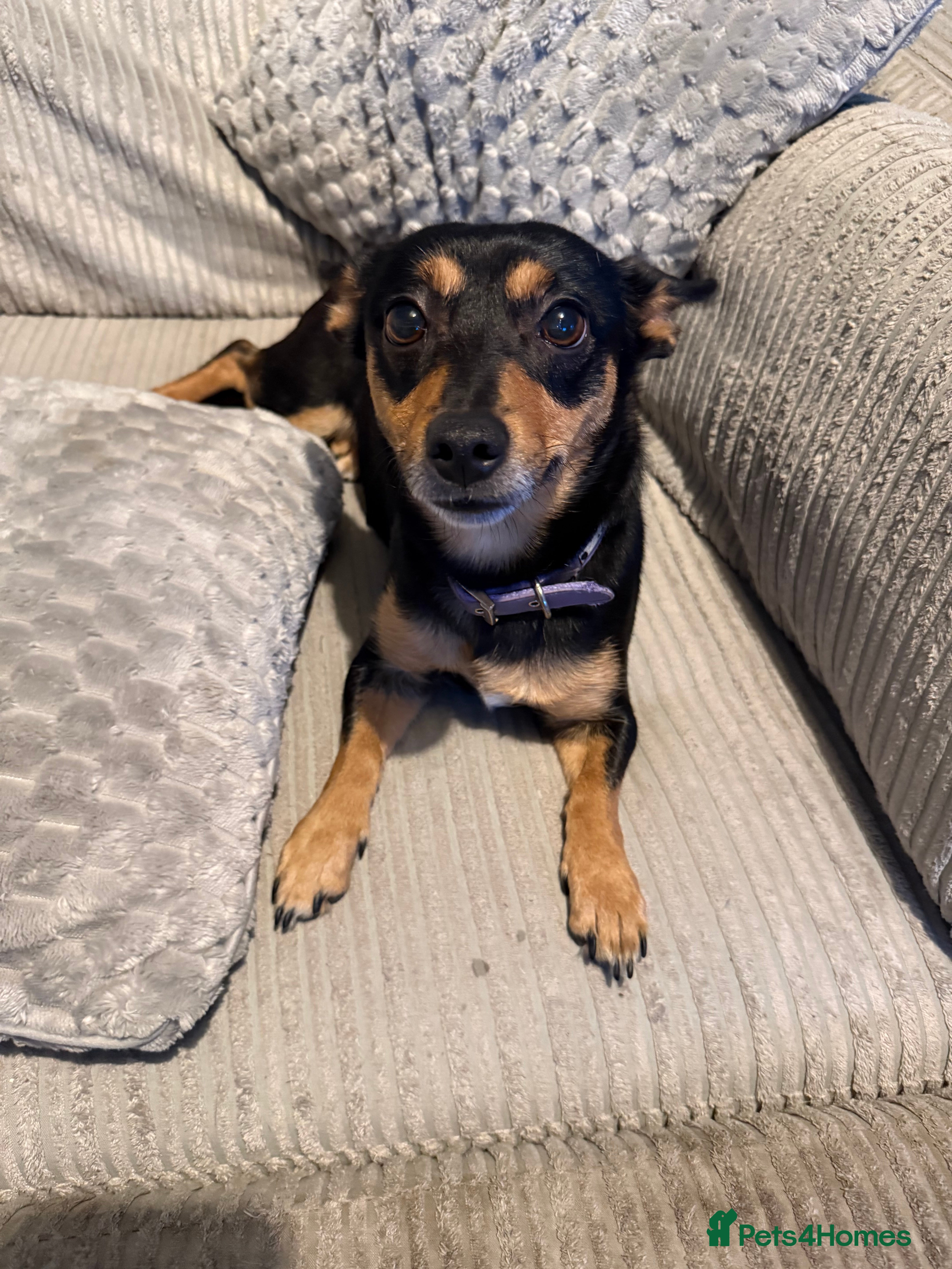 Mixed Breed dogs Reigning luna  - Advert 1