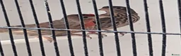Finches birds for sale: Mexican house finches  - Advert 4