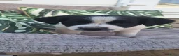 Jack Russell dogs for sale: 3 boy Jack russel pups - Advert 5