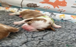 Cavalier King Charles Spaniel dogs for sale: Fully Health Tested Male CKCS Puppies - Image 10