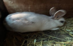 Rex rabbits for sale: Velvet Rex and standard Rex handled often - Advert 4