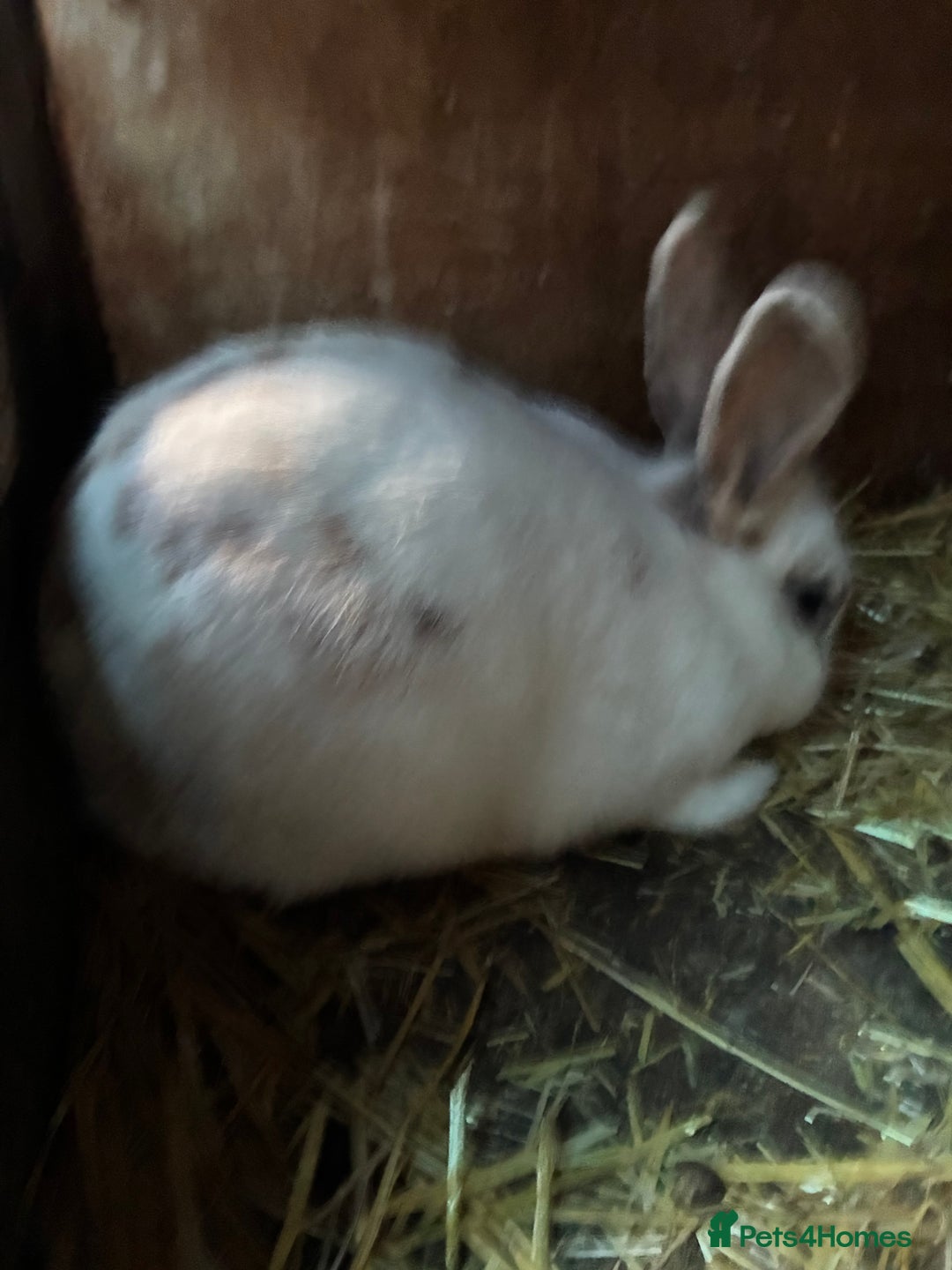 Rex rabbits for sale: Velvet Rex and standard Rex handled often - Advert 4