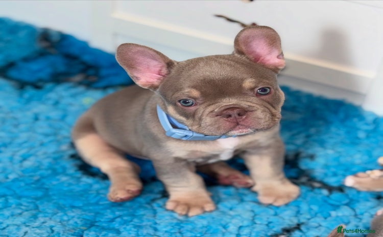 French Bulldog dogs - Advert 8