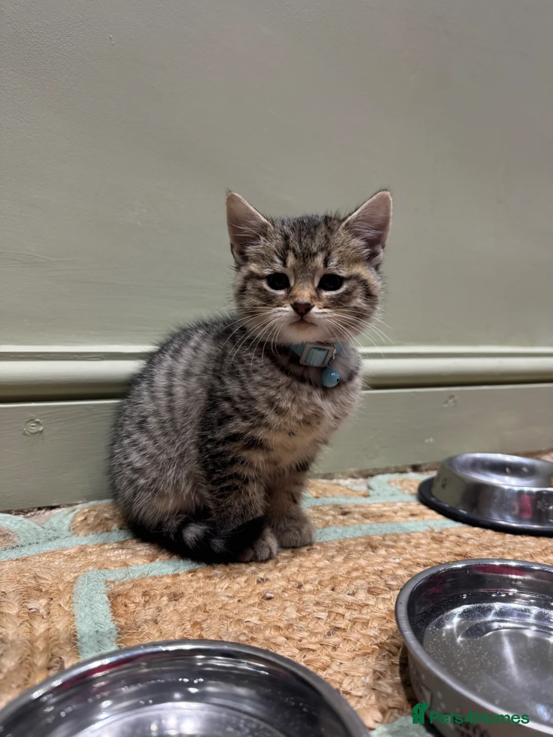 Mixed Breed cats for sale: Kittens needing to be rehomed  - Advert 5