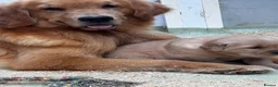 Golden Retriever dogs for sale: Outstanding American Golden Retrievers - Advert 32