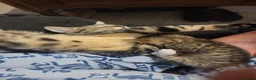 Mixed Breed cats for sale: Kittens ready now - Advert 8