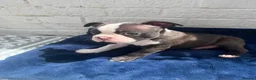 Boston Terrier dogs for sale: Brindle Boston terrier KC puppies  - Advert 4