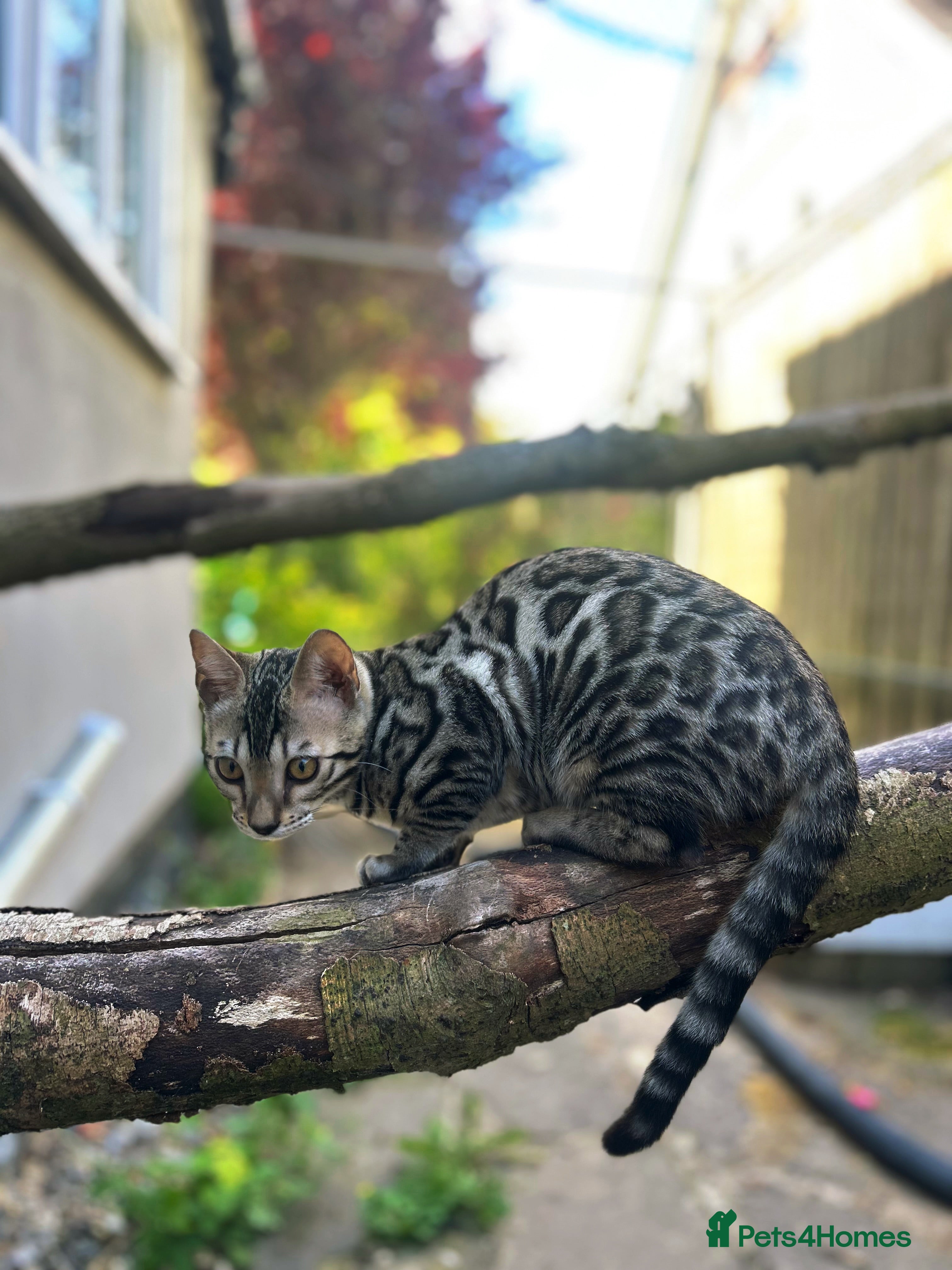 Bengal cats Incredibly Rare Pedigree Silver Bengal Kitten - Advert 13