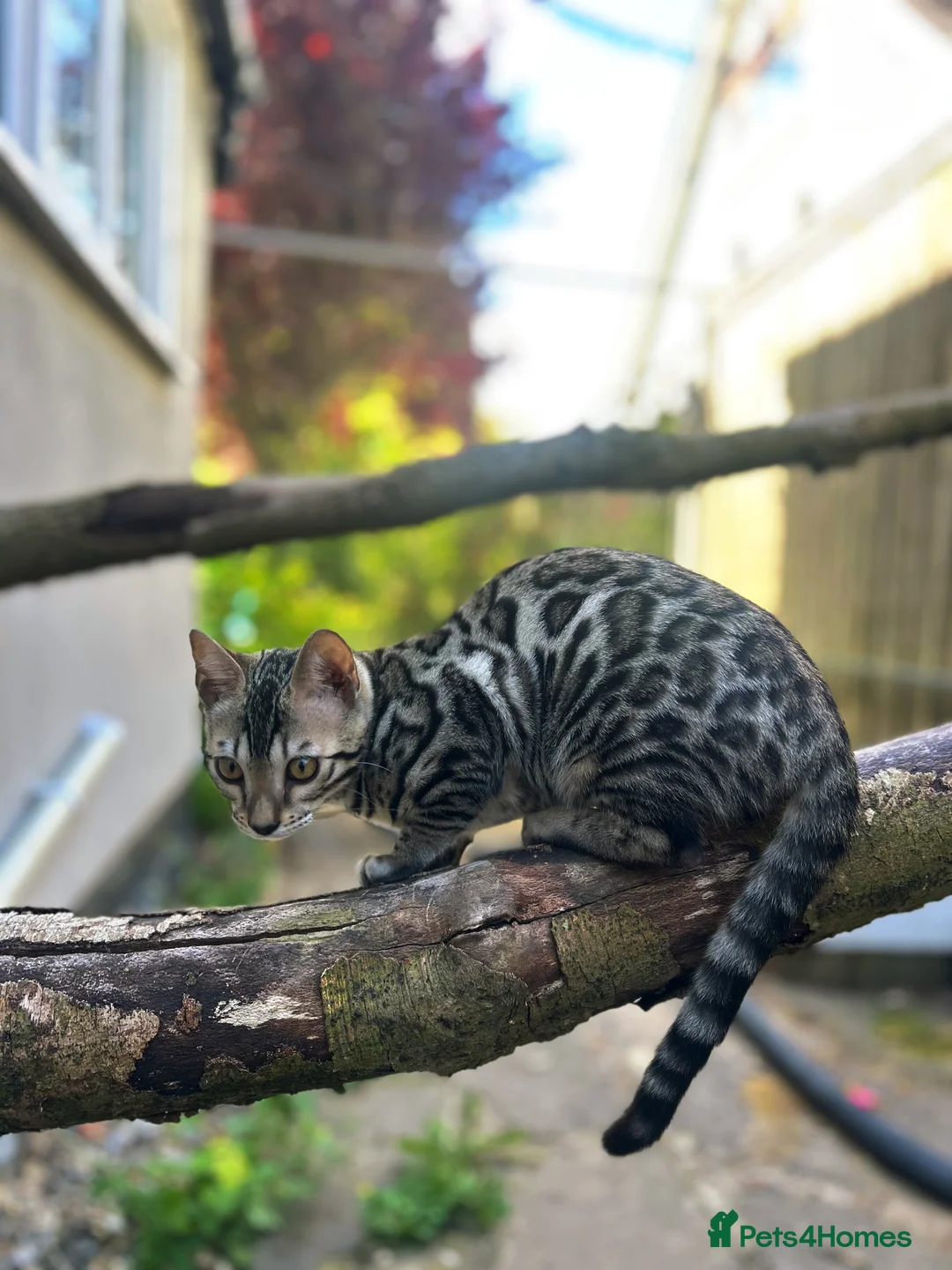 Bengal cats for sale: Incredibly Rare Pedigree Silver Bengal Kitten - Advert 1