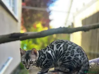 Bengal cats Incredibly Rare Pedigree Silver Bengal Kitten - Advert 13