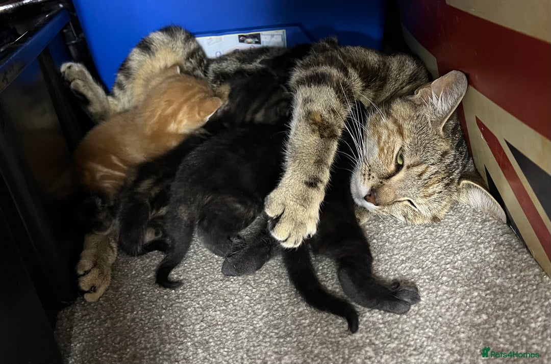 Mixed Breed cats for sale: Beautiful kittens - Image 5