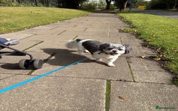 Shih Tzu dogs for sale: Teddy the shihtzu looking for good home  - Image 6