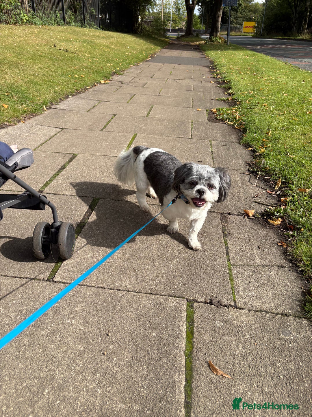 Shih Tzu dogs for sale: Teddy the shihtzu looking for good home  - Image 6