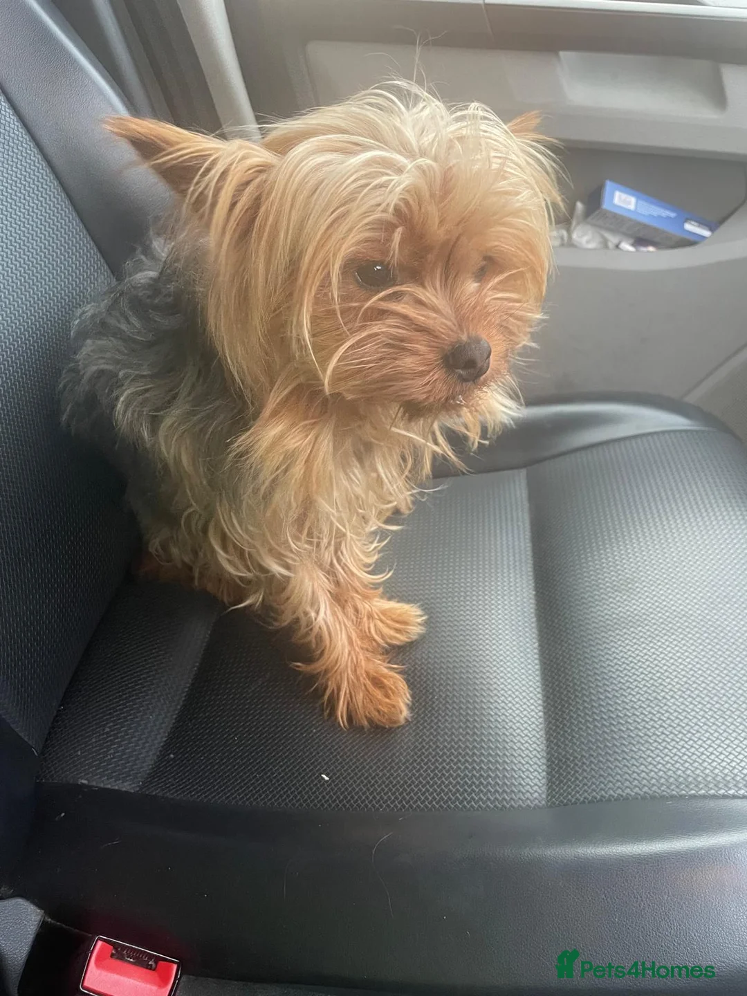 Yorkshire Terrier dogs for sale: Yorkshire terrier  - Advert 5