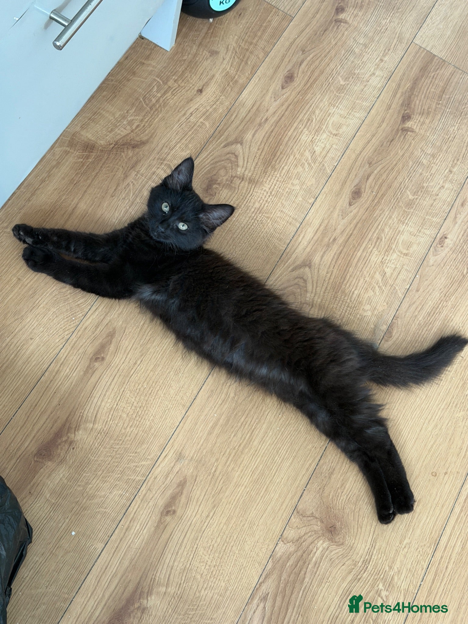 Domestic Shorthair cats Fluffy princess is looking for loving home - Advert 21