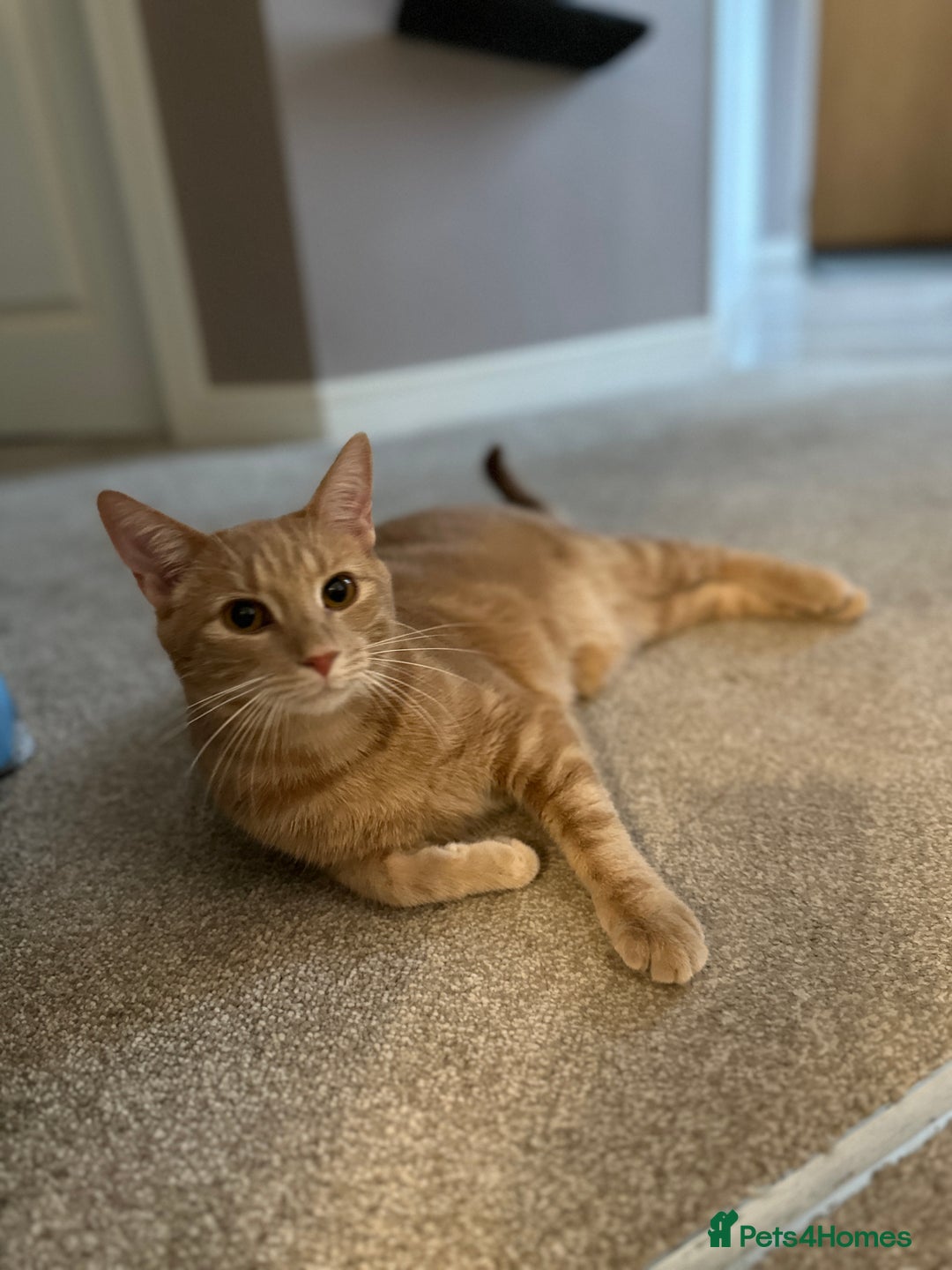 Domestic Shorthair cats for sale: Domestic Short Hair Kitten - Image 2